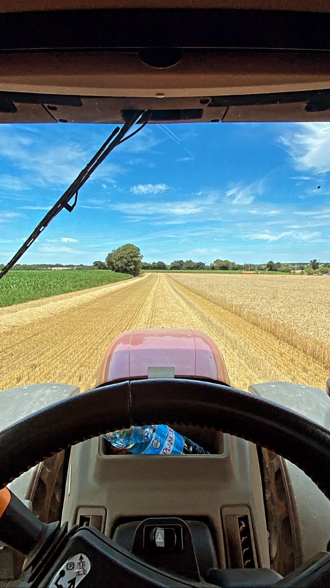 On continue d’avaler les hectares en BZH ☀️ variété <a href="/KWS_Group/">KWS Group</a> Extase un peu en dessous des autres ! 
Ps 75/76  <a href="/MoissonLive/">Moisson Live</a>