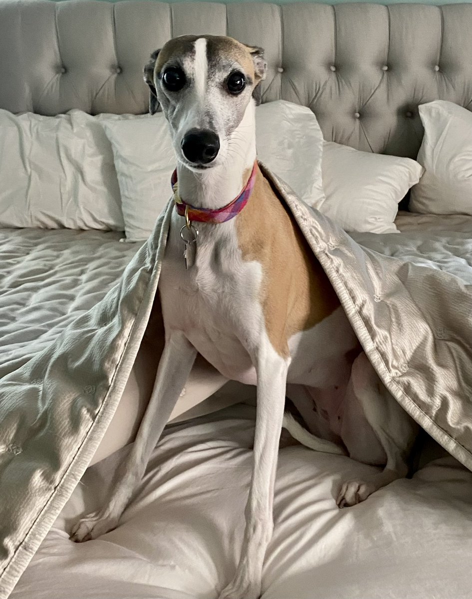 CoraTheWhippet's tweet image. Whippet 101: Owning the Bed 📚 
When they try to make the bed, stand your ground no matter what. 😑
Practice daily to master this lesson. 

Happy #whippetwednesday! 😁

#whippet #dogsoftwitter #dogs
#houndsoftwitter #wednesday