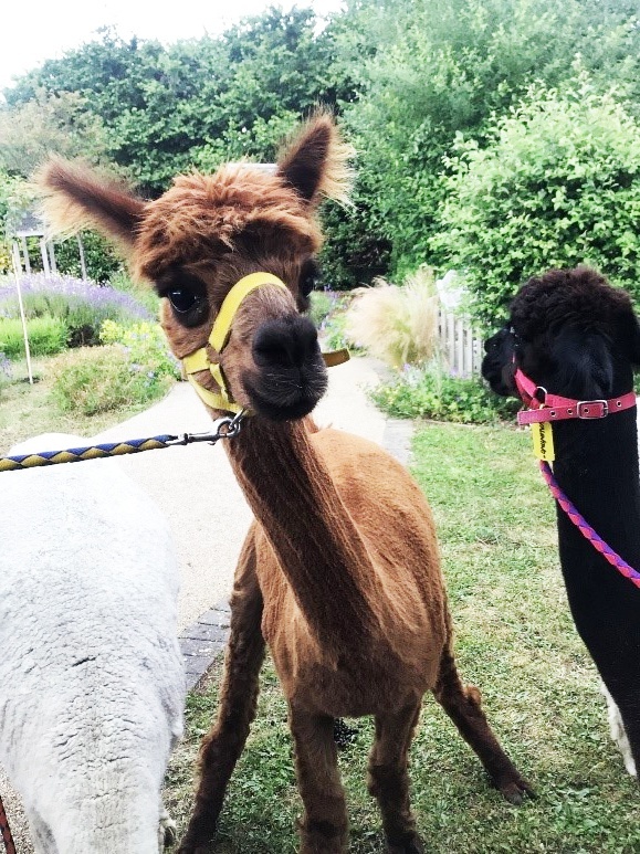 DPT_NHS's tweet photo. Patients and staff at Franklyn Hospital in #Exeter were visited by not one, not two… but five #alpacas from @BearhouseA. Everyone enjoyed walking, stroking and feeding them and the team also brought along some products made from the alpaca wool including beautifully soft socks. https://t.co/w2JxN9S6F2