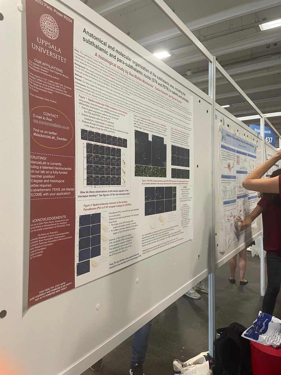 MackenzieLab1's tweet photo. Poster 5554 is up’n’running! A histological study of of the subthalamic area in primates - comparing with our previous results in mice. Come see! https://t.co/g9Ol2UwYE9