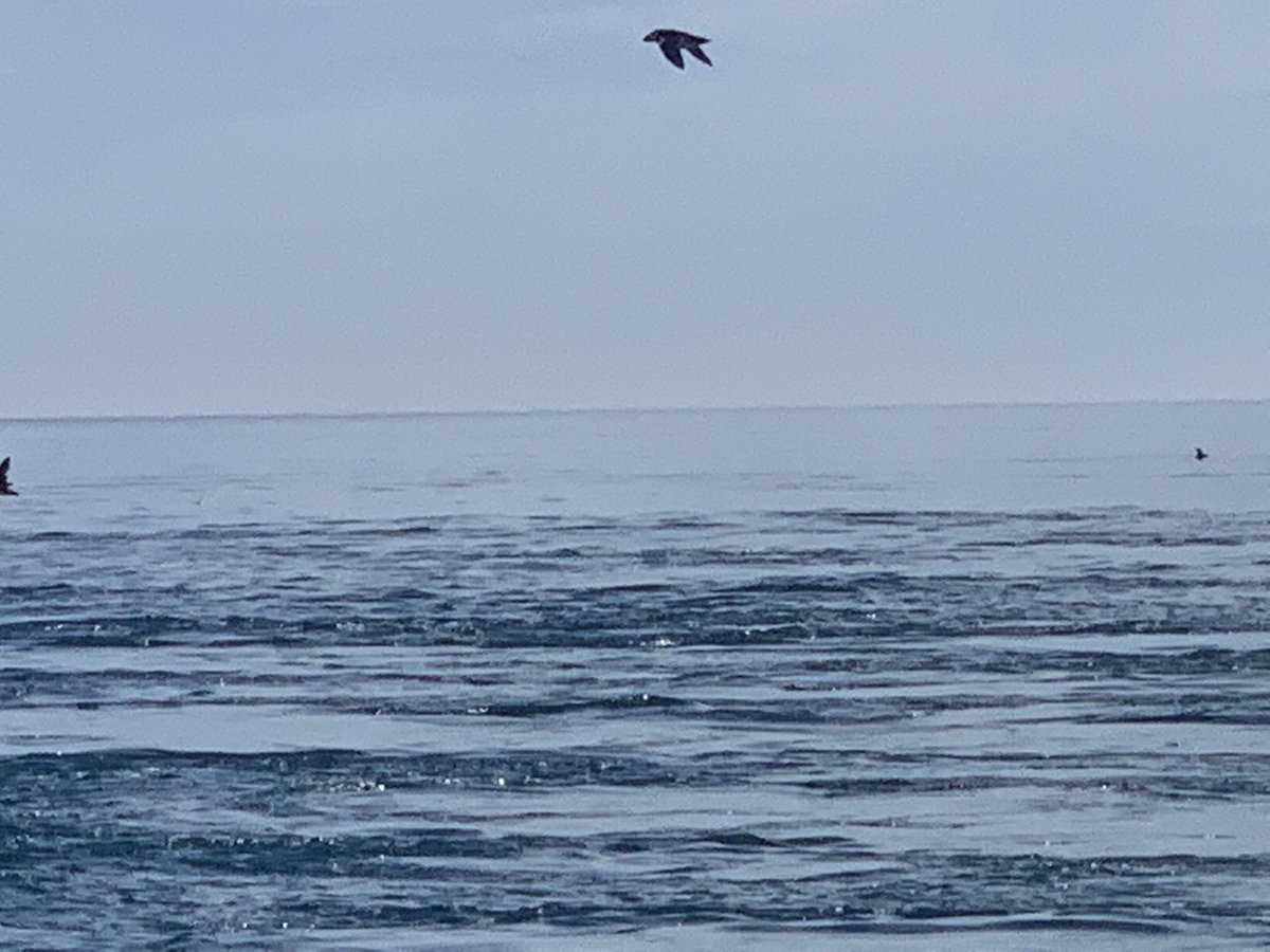 StAnnes_PE's tweet photo. Lovely day for the seniors out with the @AlderneyWild trust to sports some Puffins and Gannets off of Burhou https://t.co/2tnwuWpCJ1