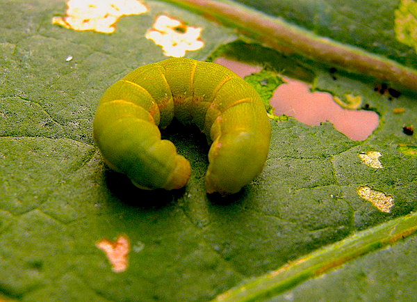 CuadernoAgrario's tweet photo. 🪱 🌱Los #nematodos beneficiosos de #Capsanem® consiguen un 80% de mortalidad en la #oruga del #pimiento 🐛🫑
+INFO➡️https://t.co/sILCZ9GGrl vía @KOPPERT_ES https://t.co/uWc8IYAiNk