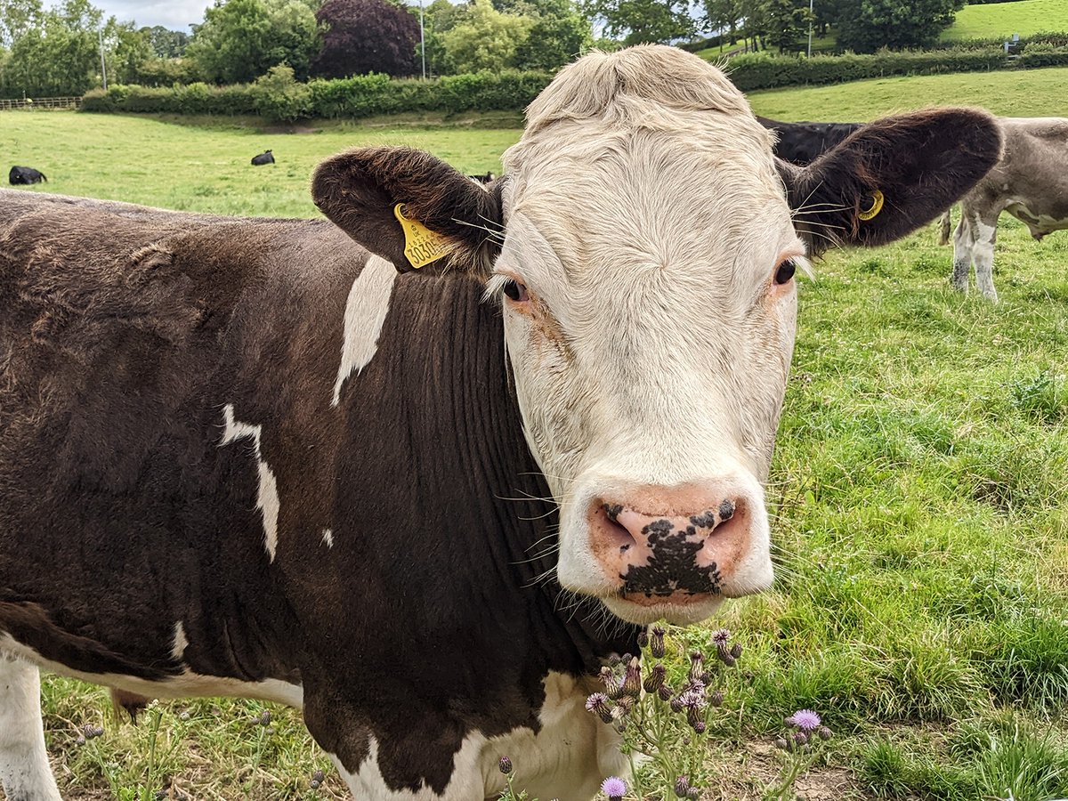 John's in the office today, showing off his new toy! 😊 Even managed to get himself an audience... 🐮
