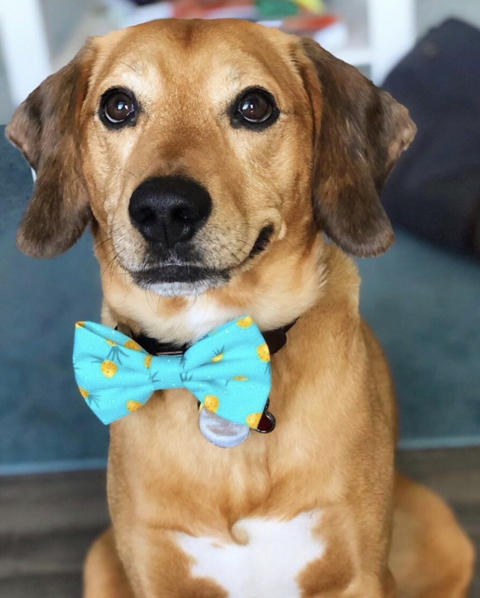 How cute is Milo!? It looks like he’s smiling ! 
.
Milo is wearing our “fineapple” bow tie ! You can get your very own from our shop! 🍍😄

#dogbowtie #petaccessory #pineapple #summeraccessory #cutedog #SmallBusiness #dog