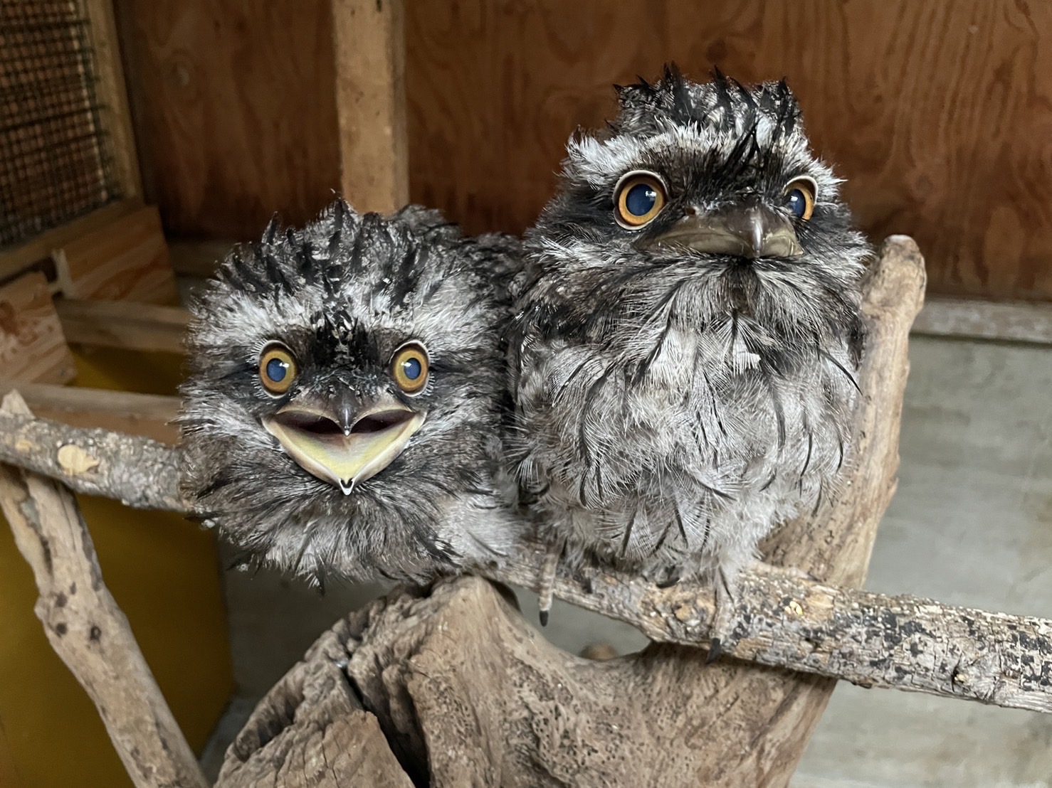 オオヤシマ/ヨモツオオカミ　シークレット　２枚 オオヤシマ/ヨモツオオカミ シークレット 2枚 オオヤシマ