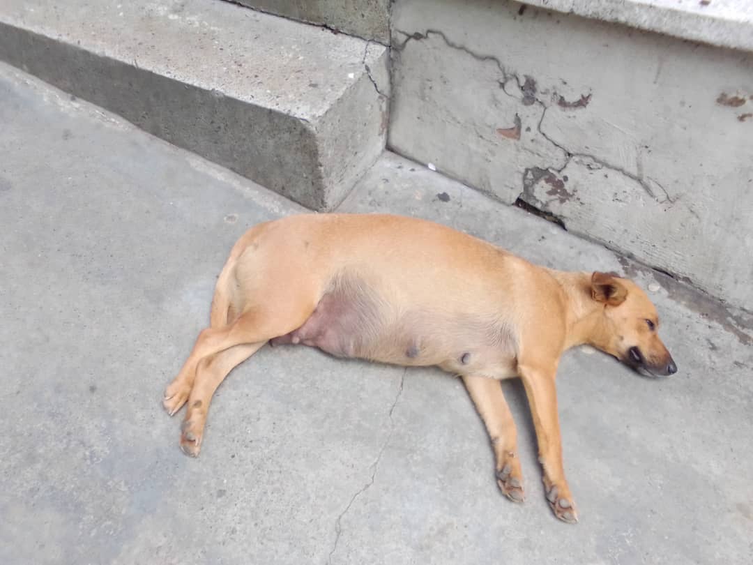 PerroUsuario's tweet photo. Reporta @RamsesVazBlanco:  @SomosNevado  Reenviado.  A punto de parir,  abandonada, Los Teques, El Encanto, Etapa 3, no hay Nro de contacto. Gracias 🐶🙏💕 https://t.co/7LYq7kVzyM