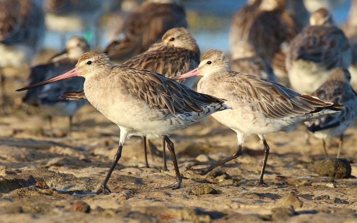 Exciting News for all those with a love for Shorebirds! The 12th Australasian Shorebird Conference is an upcoming online event being held from 29-30 Oct. The conference will delve into the theme “Global Strategies Local Actions” and explore findings which have emerged since 2018.