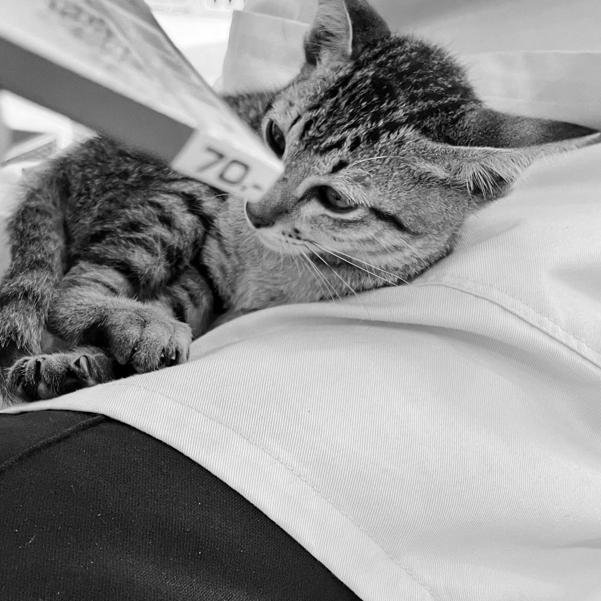 wishxwei's tweet photo. 🐱 https://t.co/iEpIPTHOsT