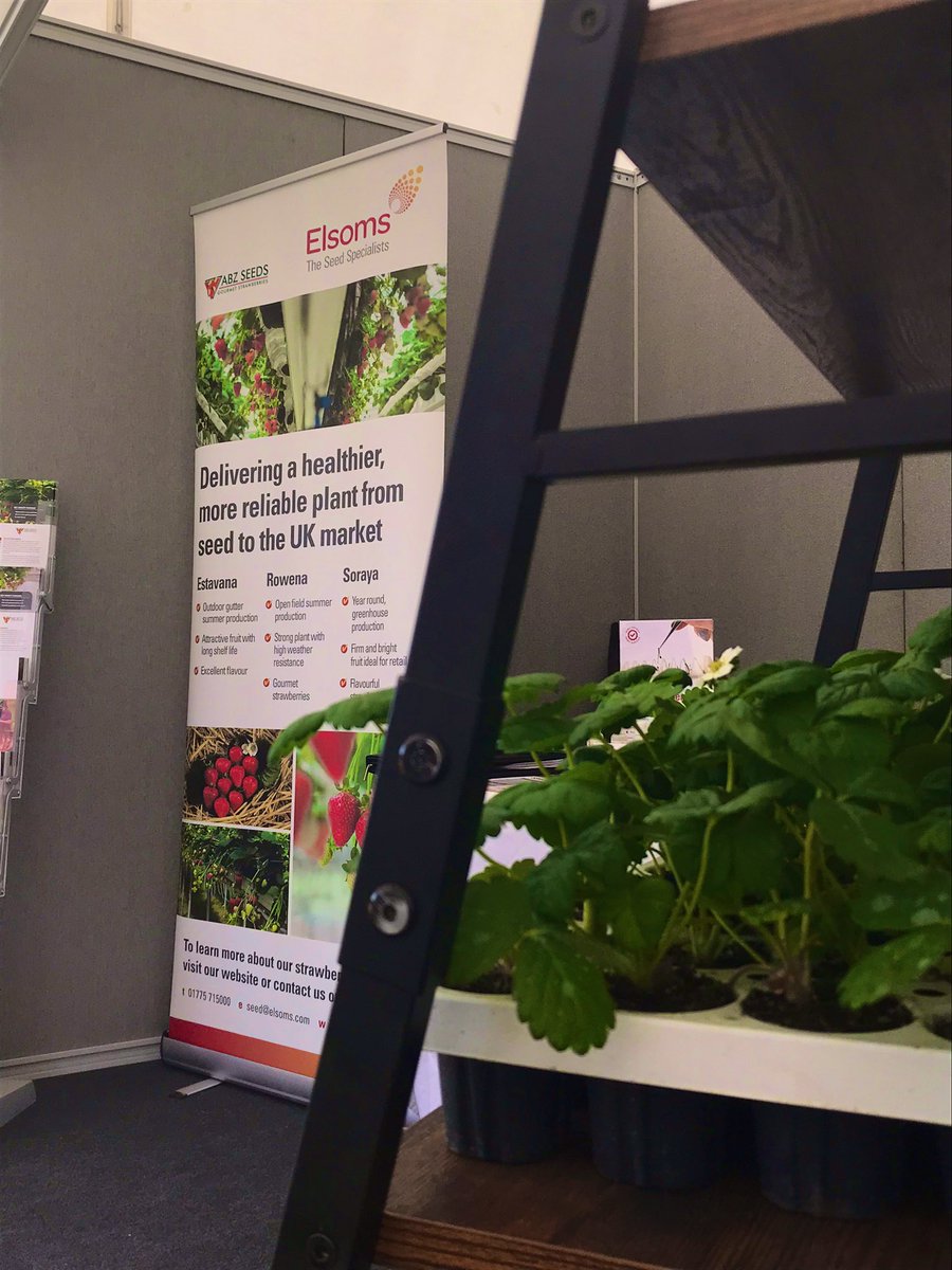 Here at <a href="/Elsomsseeds/">Elsoms Seeds</a> stand 706 at <a href="/FruitFocus/">Fruit Focus</a> to talk with Matt about the first strawberry varieties from seeds for winter production available for the UK market. A game changer! <a href="/Agri_Tech_E/">Agri-TechE</a>