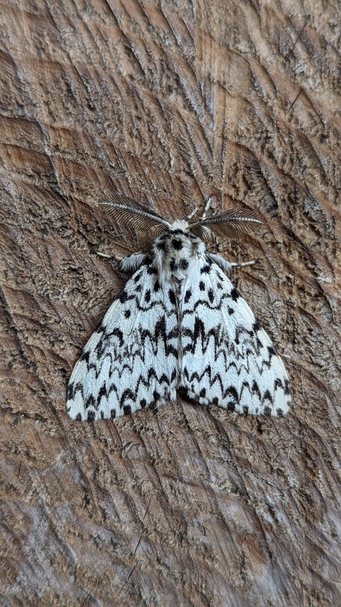 BirdBeards's tweet photo. Long time no see, depuis 2019 in fact. One of my all time favourites - Black Arches. #mothage #teammoth https://t.co/6qAWkCS7yZ
