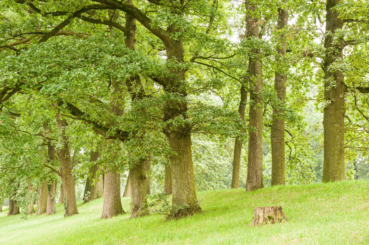 Goed nieuws: de prachtige en populaire heuvelrugwandeling Amerongen uit de gids Wandelen op de Utrechtse Heuvelrug <a href="/uitgeverijGO/">Uitgeverij GO</a> <a href="/wandelzoek/">Wandelzoekpagina</a> was na een storm vorig jaar een tijd niet te lopen, maar nu weer helemaal wél.