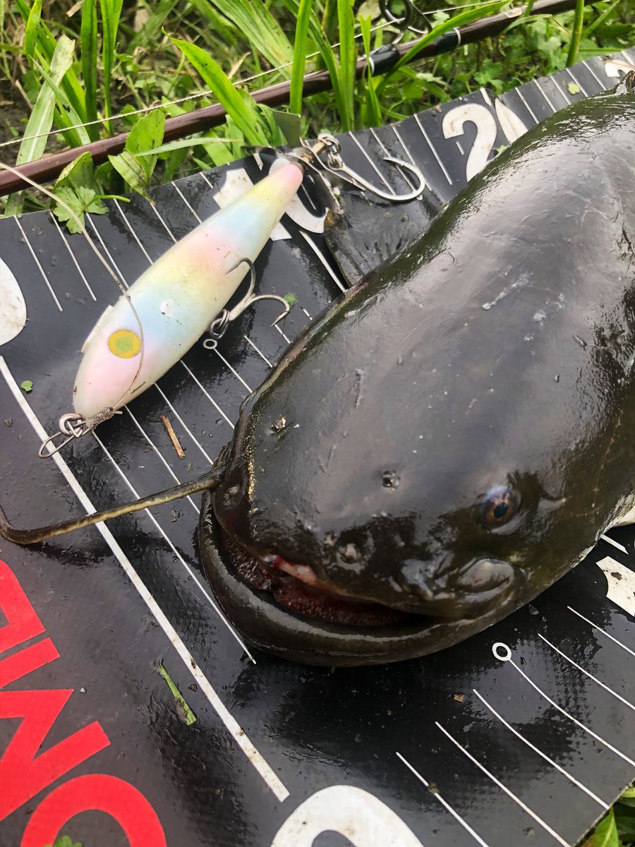 YUUTO66773427's tweet photo. 今日は学校終わり友達と🎣
tt110とペンバクで釣れて満足🤤 (最近スイッシャー&ブラジリアンルアーにハマり中。
#モレーナ53
#カルカッタコンクエスト
#ペンシルバグ #tt110
#tulalajp #ボンバダスタイル
#ボンバダアグア
#ナマズ釣り
#ブラジリアンルアー https://t.co/g2V6qB4sRU