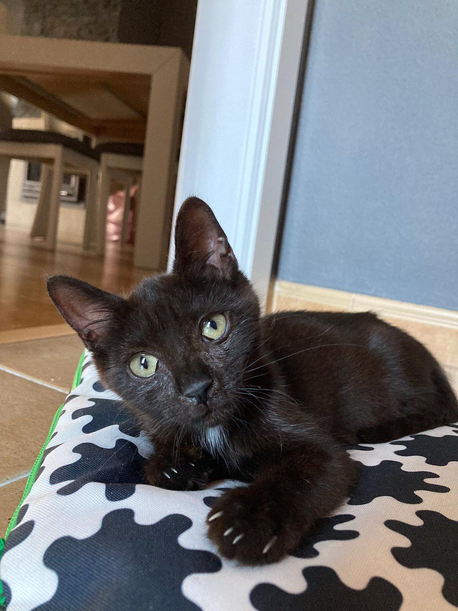 Se busca adoptante responsable para esta gatita de tres meses. Es un bellezon 😍😍😍