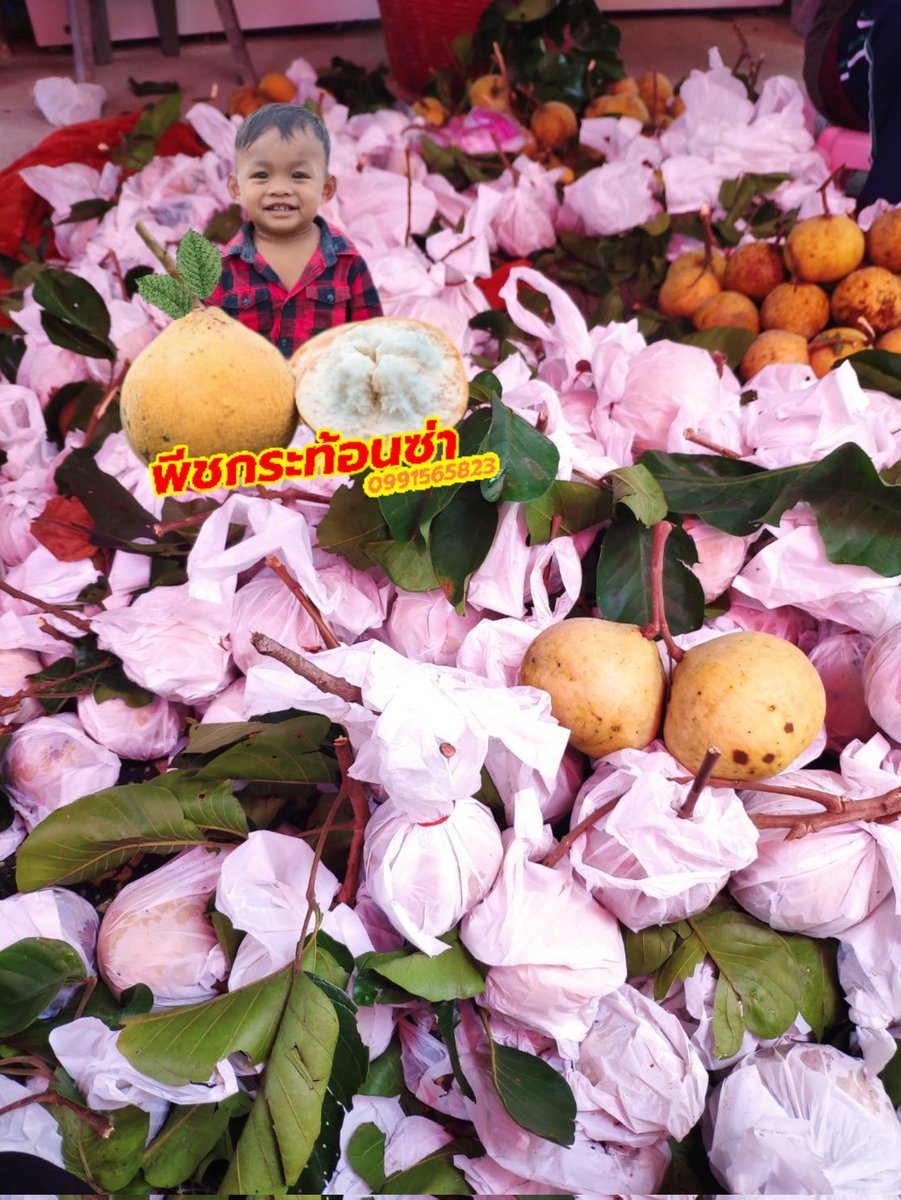 Pimchompoo1's tweet photo. หยุ��ยาวนี้จัดหนักจัดเต็ม ห่อทุกลูกนะคร๊าฟ
🍊🍊

#กระท้อนอร่อยต้องพีชกระท้อนซ่า

#กระท้อน #กระท้อนปุยฝ้าย  #ผลไม้ตามฤดูกาล #อ้วน99 #กระท้อนยางหักราชบุรี
#กระท้อนลอยแก้ว #กระท้อนแช่อิ่ม #Tiktok2022 #พีชกระท้อนซ่า https://t.co/NzH698ycFO
