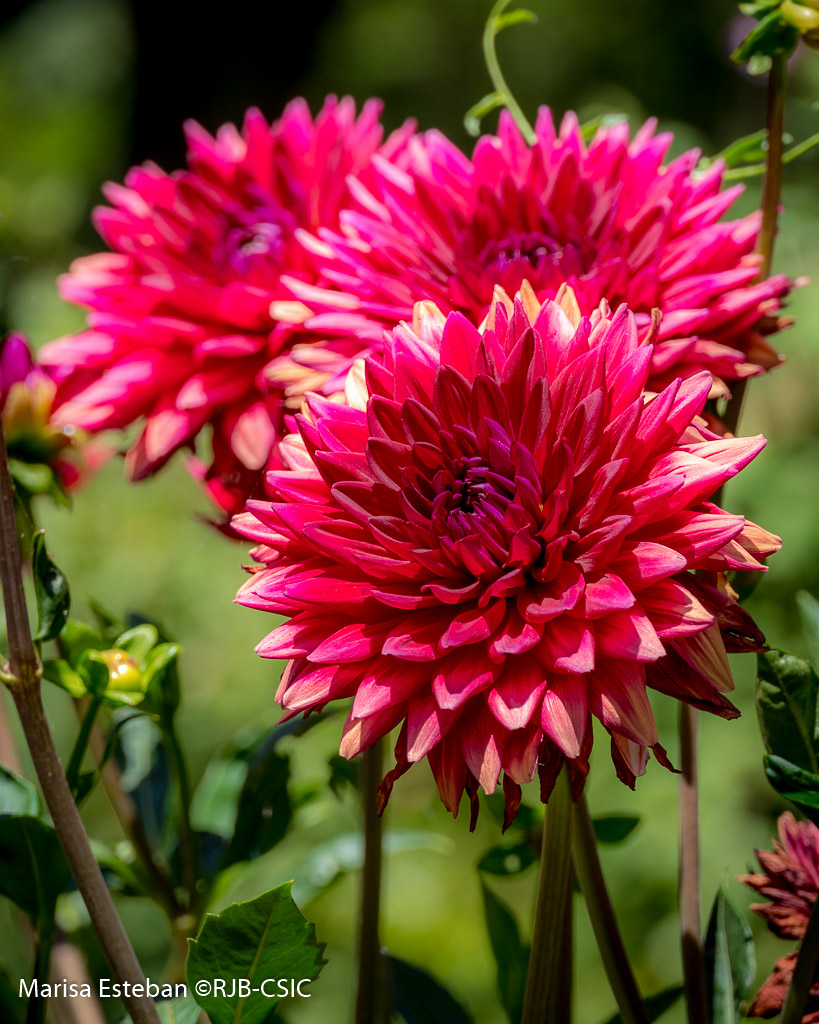 RJBOTANICO's tweet photo. Noches de verano como fuente de inspiración: Dahlia 'Nuit d'Été'
(¿exceptuamos las que estamos viviendo estos días con la #OlaDeCalor ?😓😉) https://t.co/cPQhICe0Bd