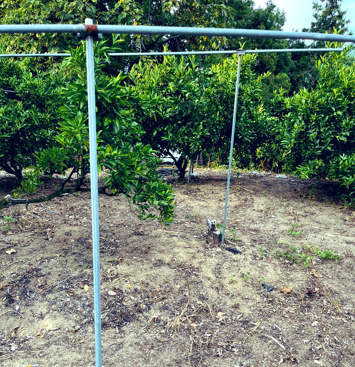 startfromzero23's tweet image. 毎日時が過ぎるのが早い…！😯

会社員しながら・農業しながら・子育てしながら☺️
(5月に長男が誕生しました！👶✨)

忙しいですが、とても充実しています✨

ただ、1日が24時間では足りません（笑）

#農家
#兼業農家
#みかん