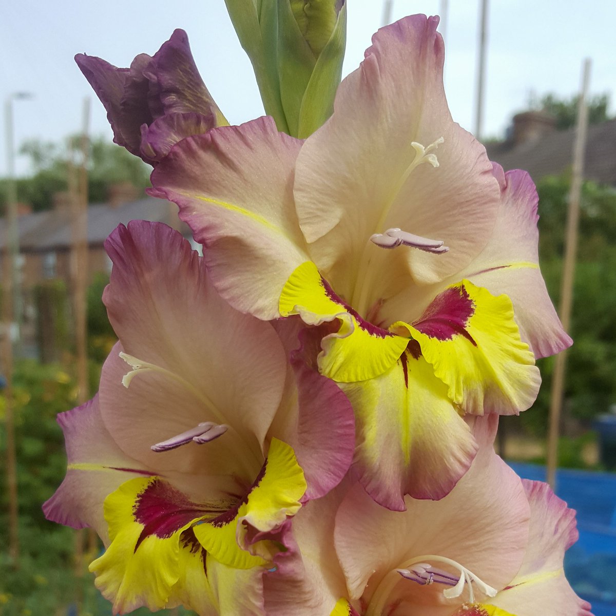 ZinniaCE's tweet photo. I added a few more gladys this year, this is Sapporo, A strange but utterly beautiful mix of muted ashy mauve fading into a pale rosy cream, with an almost neon yellow &amp; wine centre😍 https://t.co/64ZrzeSvbB