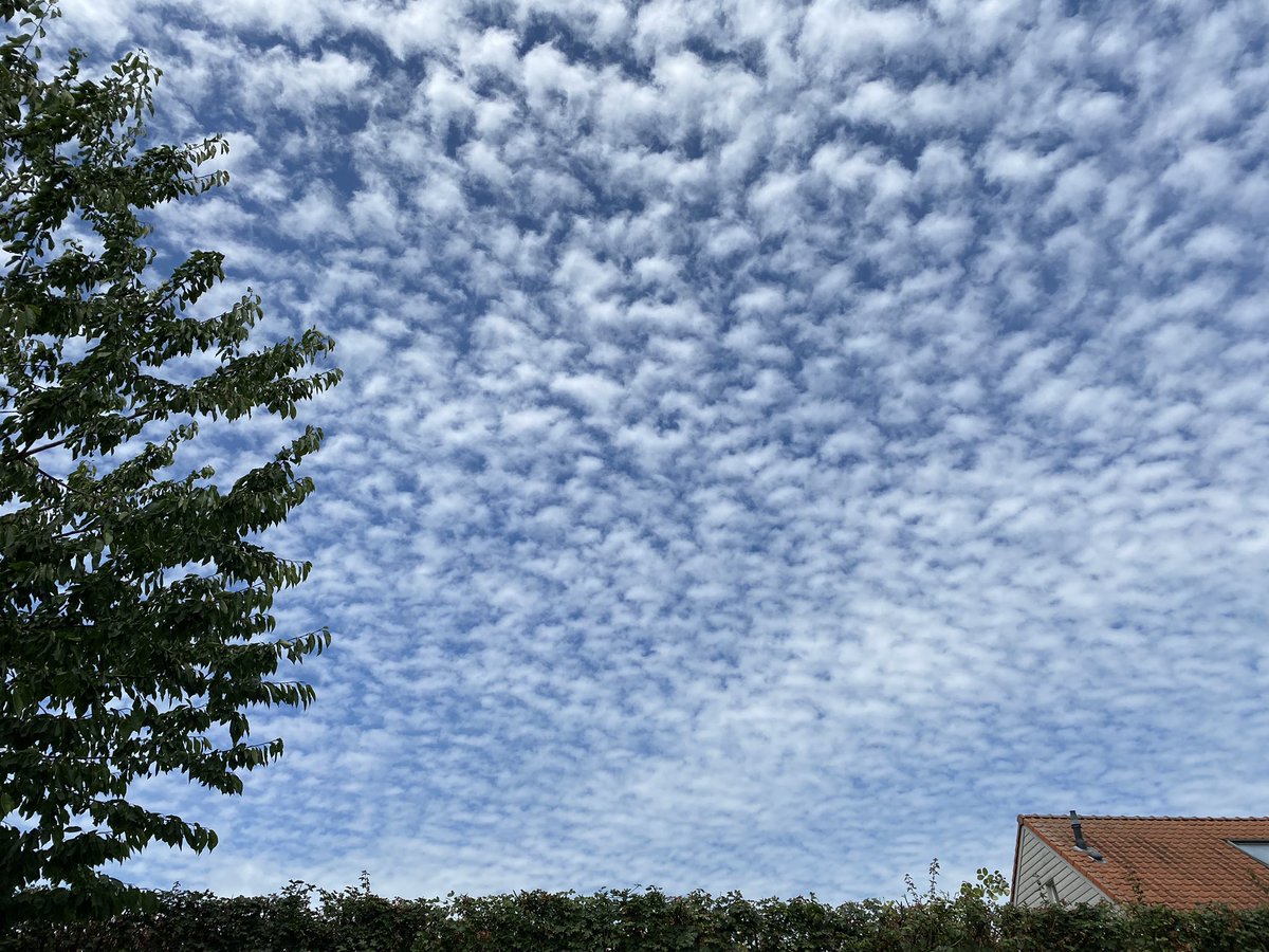 kwlczk's tweet photo. 🐑☁️💙 #vrtweer #gentbrugge https://t.co/sPyyUu83gi