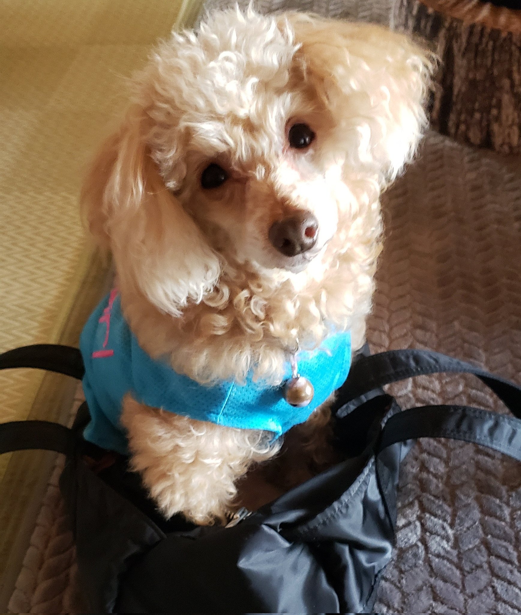 和希 トイプードルのクウ わたし以外の家族がみんな荷物をまとめて出ていき不安そう 一日中わたしの膝の上に乗って いる 私が立ち上がると後ろをついてくる 服を着替えると 置いてかないで とバックの中に入る 犬にはみんながいつ帰ってくるか分から