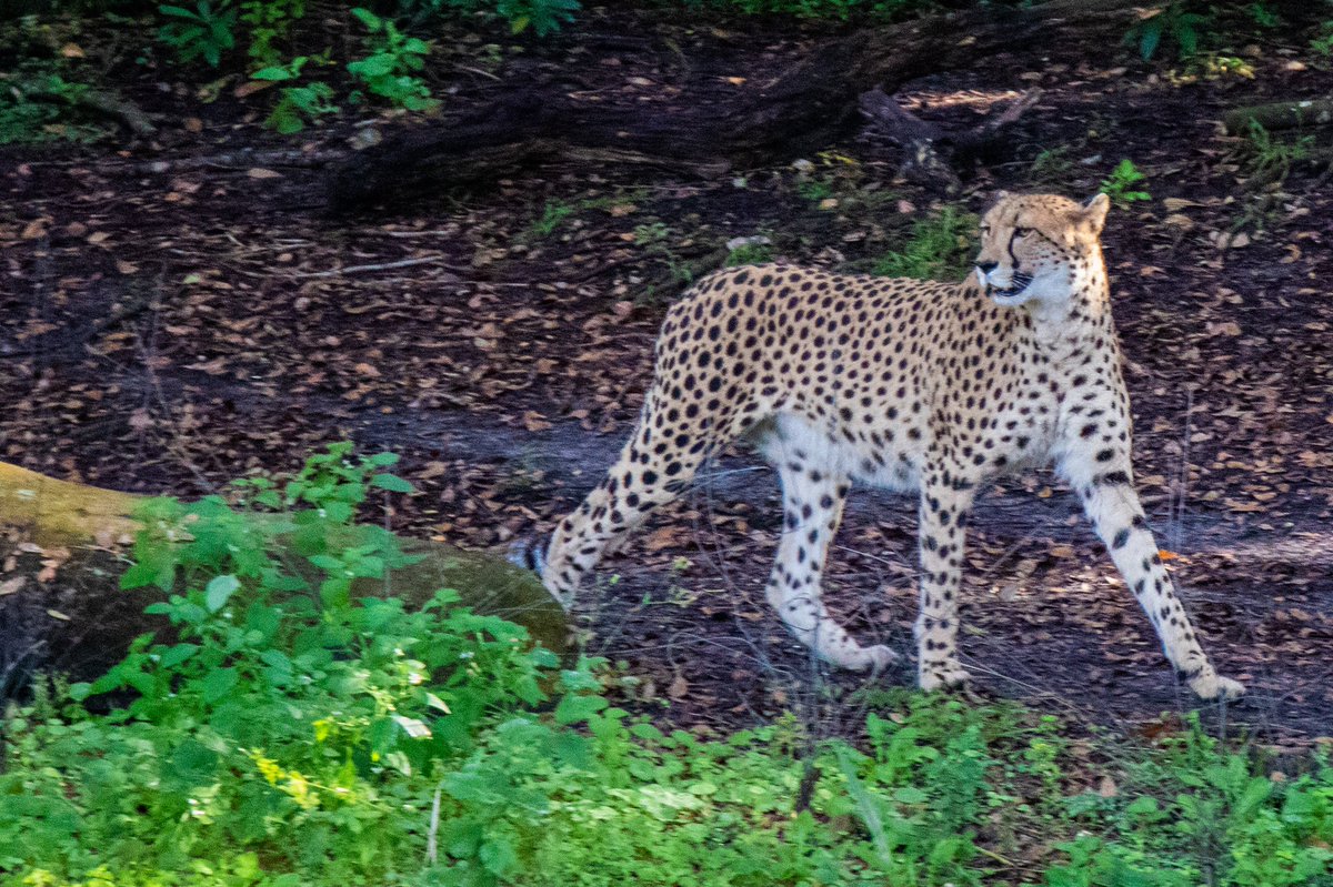 mainstgazette's tweet photo. Cheetah #wednesdayphoto #wildlifewednesday https://t.co/UFOaLHICte