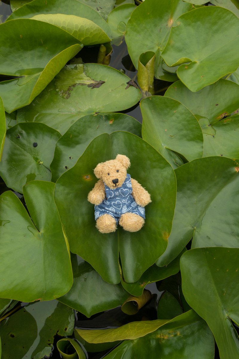 Hi friends! 👋🏽🐻 I have found a nice place. 🍃