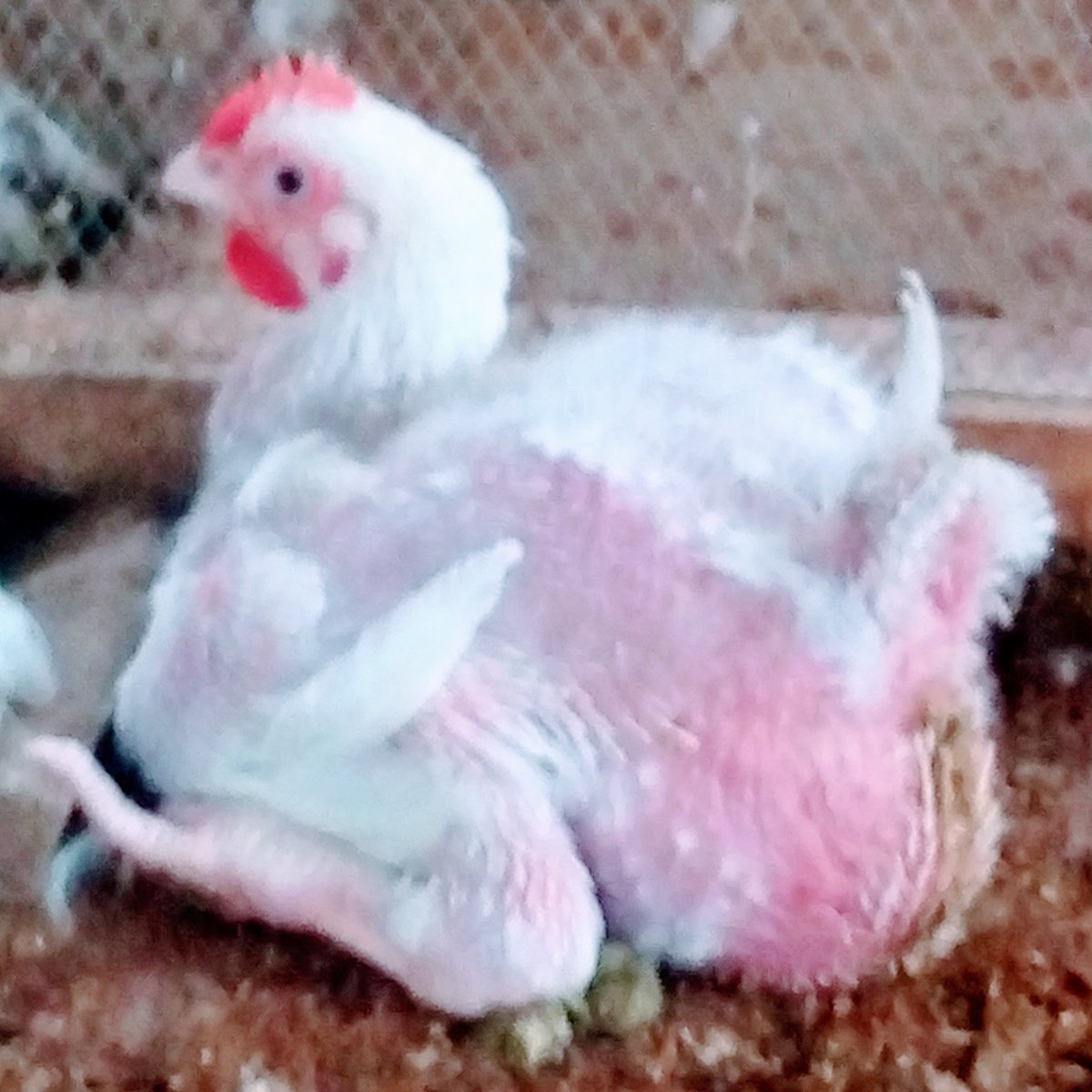 artibfarmNG's tweet photo. Meet our one and only hAIRless Marshall of the batch, the bald one!
...we materialize your satisfaction!
π£π₯πππππβ
#artibfarm #BroilerFarm #PoultryProducts #PoultryFarming #PoultryConsultant #ArtibGraphix #PoultryHealth #PoultryFacts #SafeBirds https://t.co/7m8wveHfCL