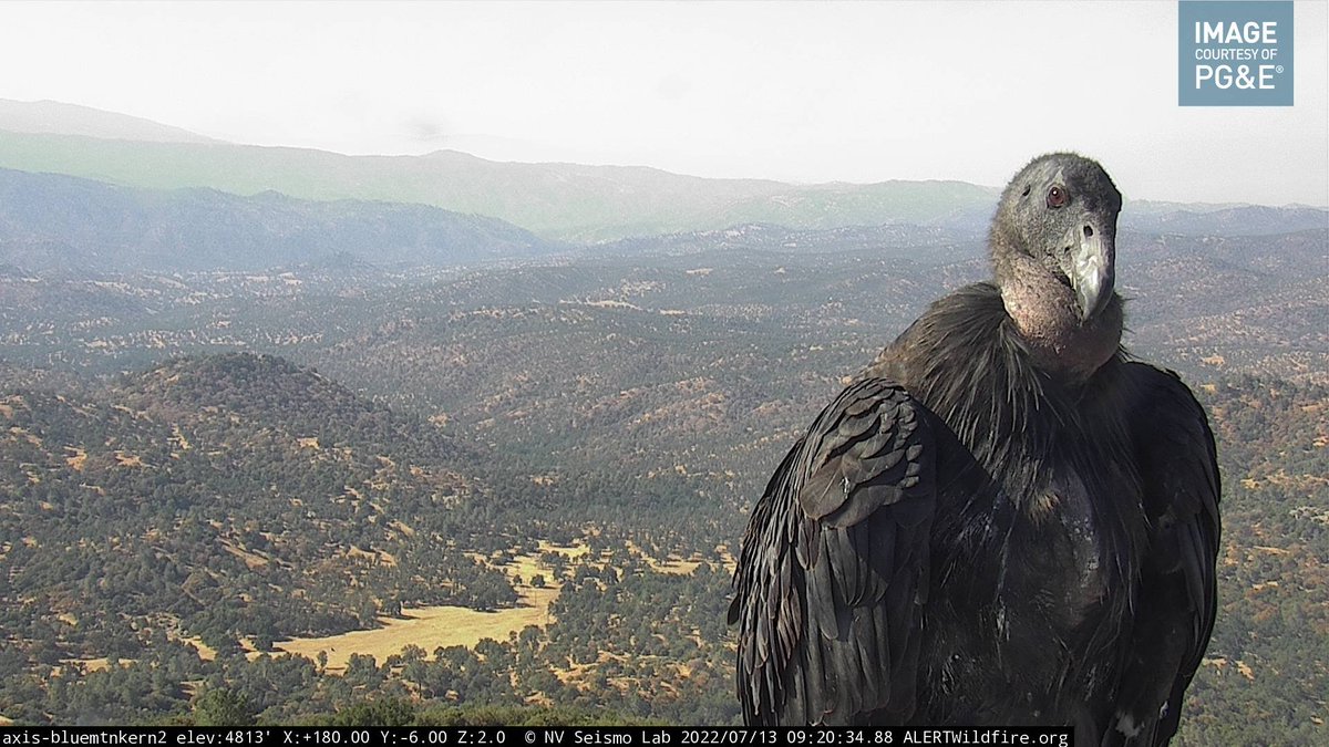 #FireCamBirds

Blue Mountain Kern 2 camera, Kern County