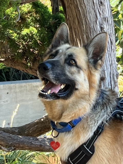 "Teddy Bear" is a gorgeous 3.5 year old (74 lbs) male GSD who loves being with his person, is food motivated, knows basic commands, does well in the car, loves long walks, and is energetic &amp; playful. He'd benefit from training.
petlover.petstablished.com/pets/public/14…
#AdoptDontShop #RescueDogs