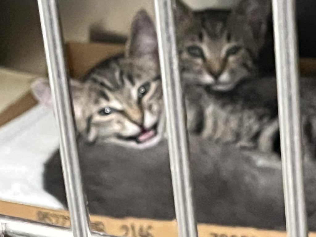 jtighe08's tweet photo. Plenty of #dogs + #cats available for adoption at the newer Berkeley Co Animal Center. Like shelters state wide they are having serious overcrowding issues. This weekโs #PickMeSC program lowering adoption prices. @BerkeleySCGov @fobacsc @ABCNews4 #chsnews #chs #peradoption https://t.co/GpN6fbqIPE