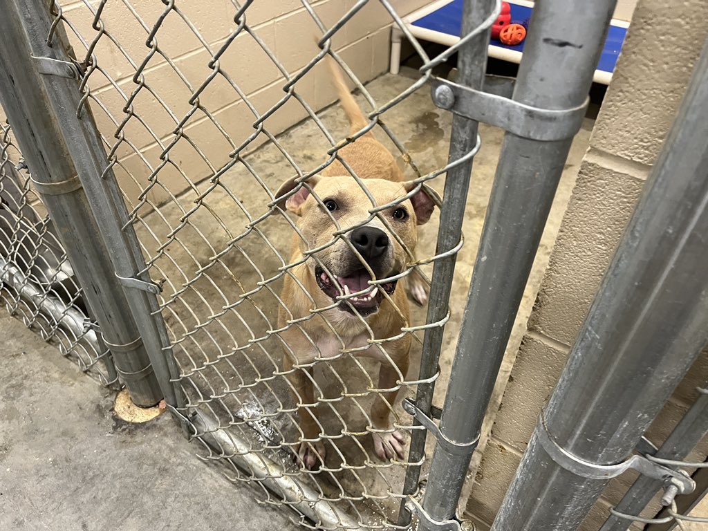 jtighe08's tweet photo. Plenty of #dogs + #cats available for adoption at the newer Berkeley Co Animal Center. Like shelters state wide they are having serious overcrowding issues. This weekโs #PickMeSC program lowering adoption prices. @BerkeleySCGov @fobacsc @ABCNews4 #chsnews #chs #peradoption https://t.co/GpN6fbqIPE