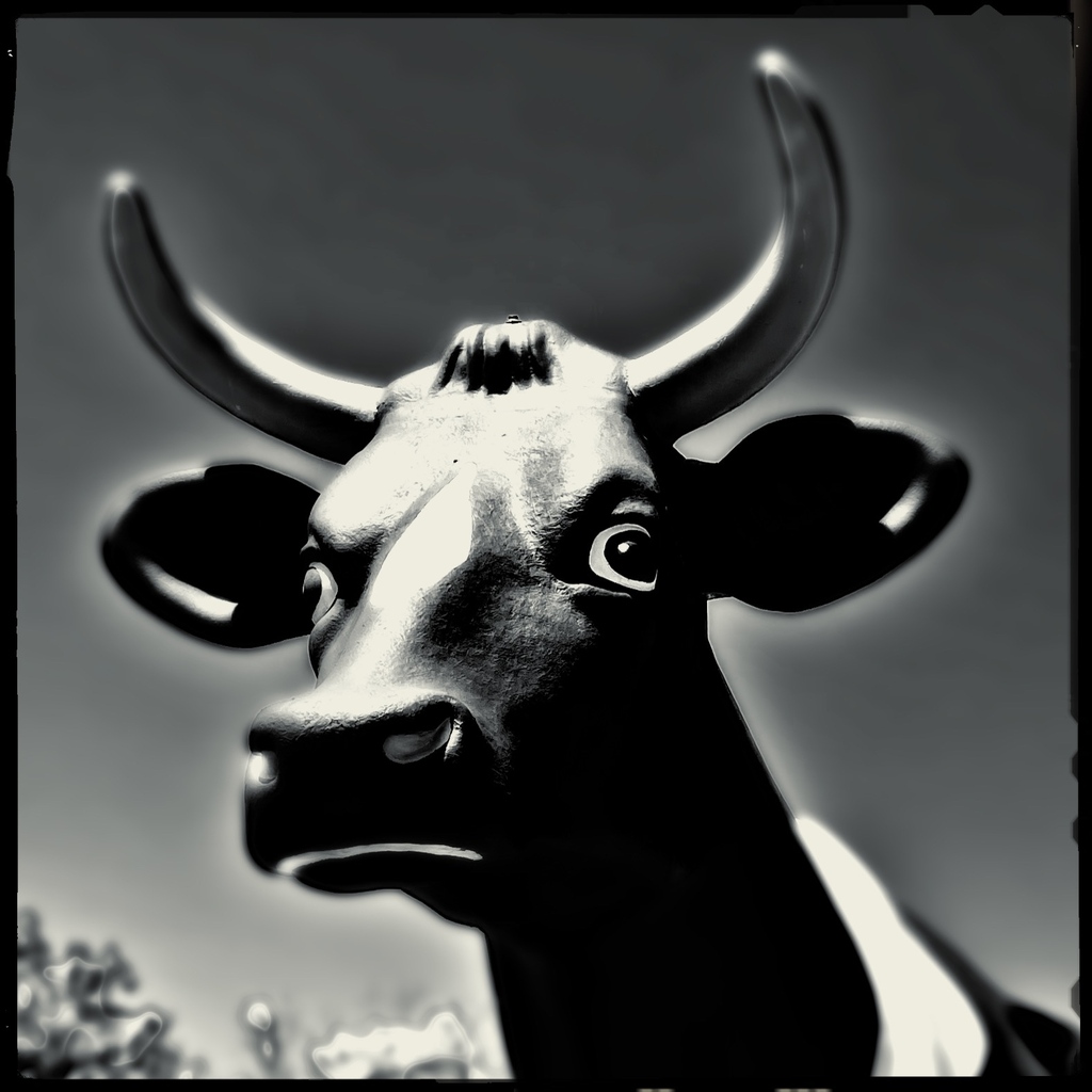WehmeierPhoto's tweet photo. Don’t cross the cow or she’ll give you the dairy eye. https://t.co/yCKY1M7JP1