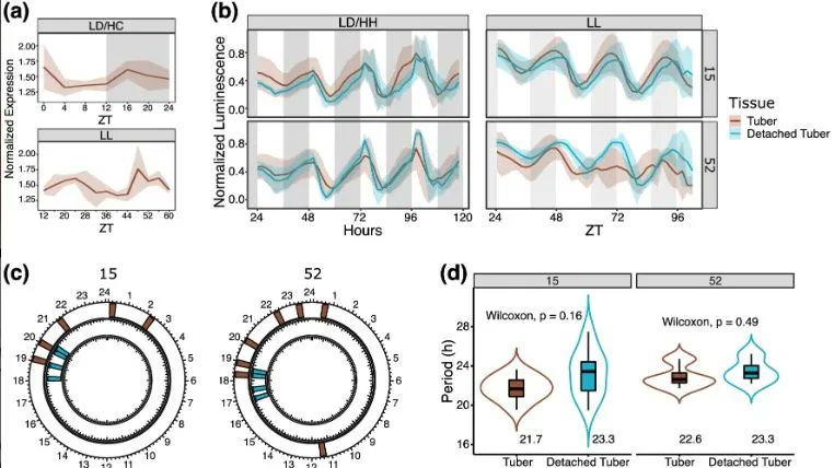 PlantDirectJ's tweet photo. Keeping time in the dark: Potato diel and circadian rhythmic gene expression reveals tissue-specific circadian clocks @GenevieveHoopes @ASPB @Wileyplantsci @SEBiolog #PlantSci https://t.co/b4oeNNYnd4 https://t.co/0QKdeey9Bh