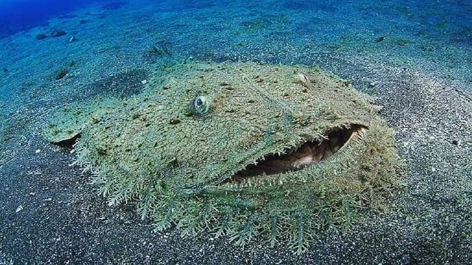 FabulousWeird's tweet photo. The tasselled wobbegong is a species of carpet shark in the family Orectolobidae and the only member of its genus. It inhabits shallow coral reefs off northern Australia, New Guinea, and adjacent islands. Reaching 1.8 m in length, this species has a broad and flattened body... https://t.co/9xcXK7RsDD