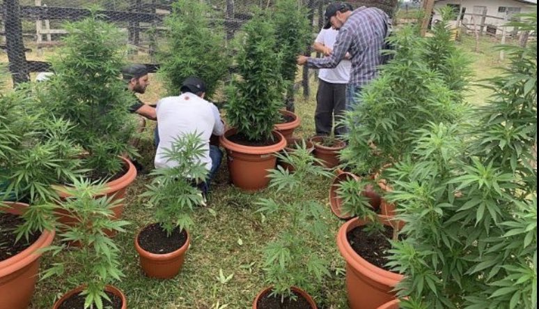 La empresa <a href="/AlliedCorpTeam/">Allied Corp</a> realiza su #PrimeraExportación con el apoyo de <a href="/PROCOLOMBIACO/">PROCOLOMBIA</a> de flor seca de Cannabis desde #Santander con destino a Estados Unidos.