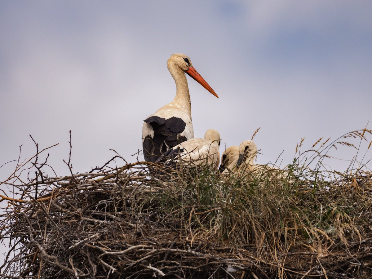 birdlifecz's tweet photo. Také se zapojujete do sledování hnízd čápů bílých? https://t.co/dseyStqylI
🤝 Díky zapojení dobrovolníků víme, že na 302 hnízdech jsou aktuálně vzrostlá mláďata. A další budou rychle přibývat!
💻 Vložte vaše pozorování na https://t.co/XW27oKK3Qr
📲 V terénu požijte Avif Mobile. https://t.co/T8duYhkQJi
