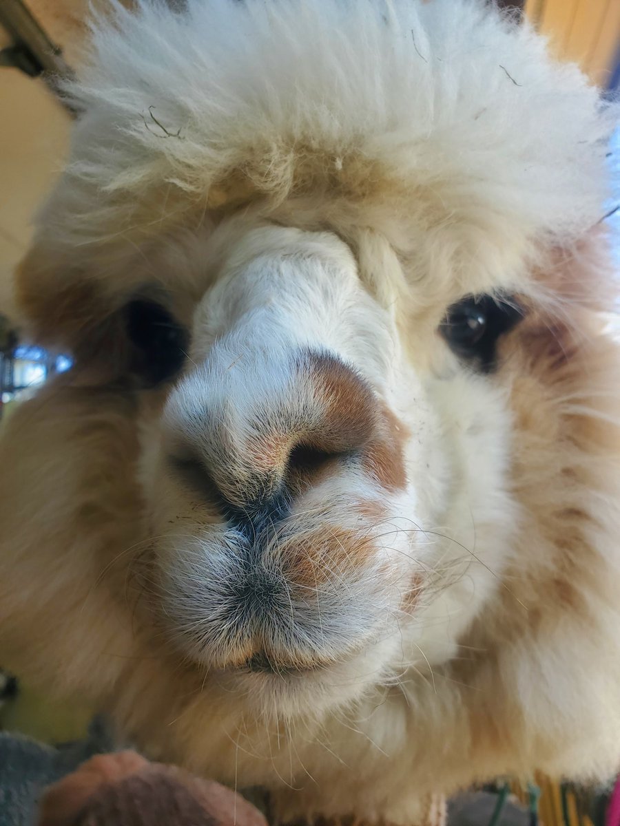 Do you miss a friend or family member in Virginia, DC, or Maryland? Send them an Alpacagram🦙❤️!!
#alpaca #rent #goat #alpacagram