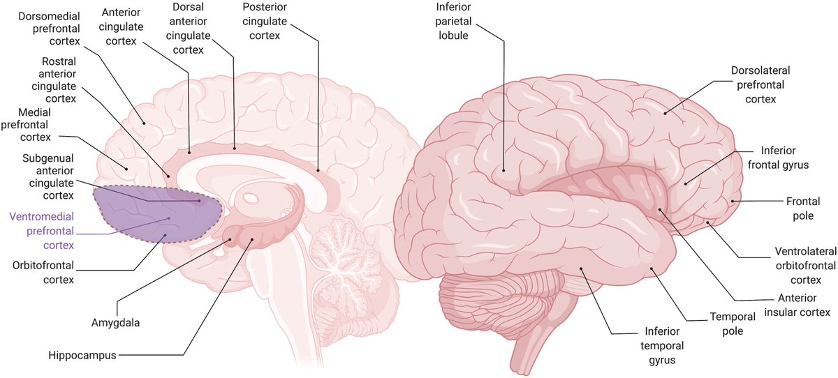 Brain1878's tweet image. Jenkins et al. review functional and structural neuroimaging studies of neuropsychiatric symptoms of dementia, including apathy and disinhibition, in behavioural variant FTD and dementia of the Alzheimer type. bit.ly/3uMHAYJ