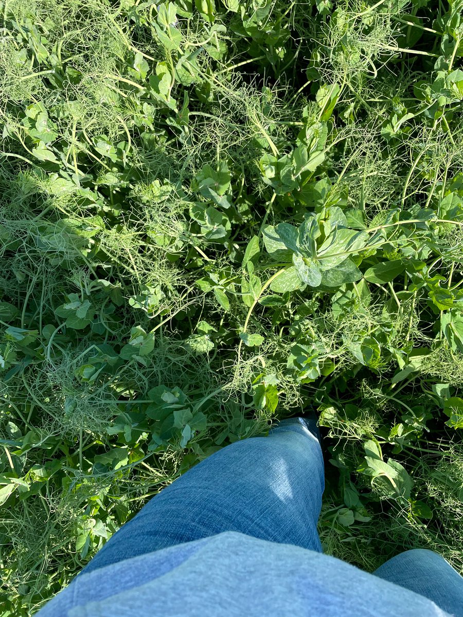 CourtneyMeston's tweet photo. Nothing better than an early morning scout in a stellar pea crop! Canโt wait to see how this field does at harvest time! ๐ฑ @LallemandPlant #LALFIX https://t.co/0tNyd0TIli