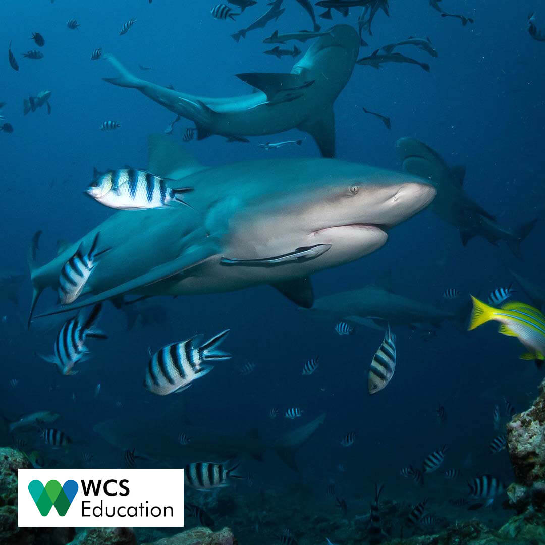 wcseducation's tweet photo. Tomorrow is Shark Awareness Day. Did you know that the largest sharks can grow up to 40 feet or more?
#sharkawarnessday #sharks #shark #wcseducation #explore #nature #oceananimal #ocean #naturelovers #wcs #aquarium #nyaquarium #bullshark #bullsharks #blacktipshark https://t.co/nwZ9XXunfd