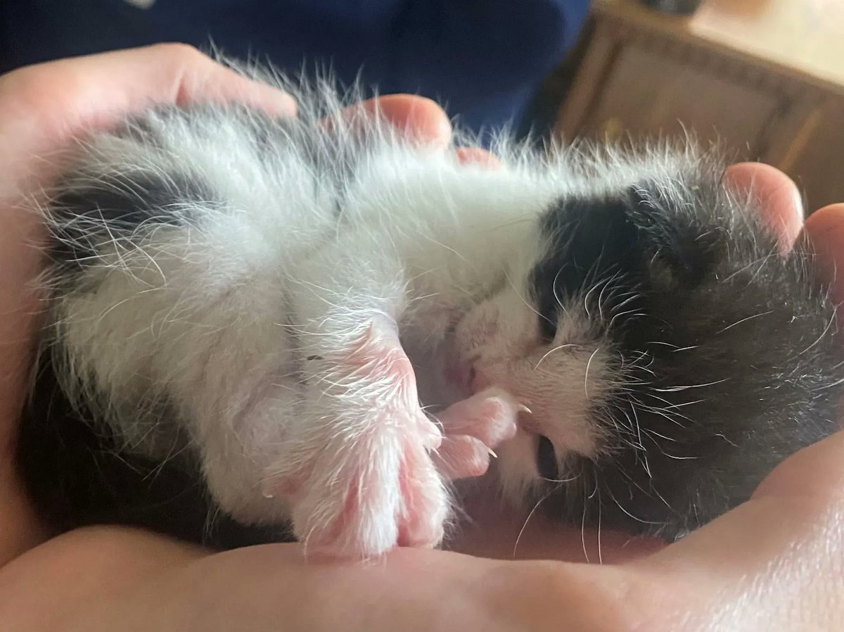 cthumane's tweet photo. When #love fits in the palm of your hand.
#WeeOnes #KittenPower #Tenderness #Tuxedo
https://t.co/2tXvh6u3OG https://t.co/v2SKpNbUgW
