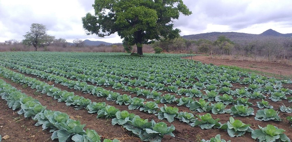 Agribusiness Media tweet media