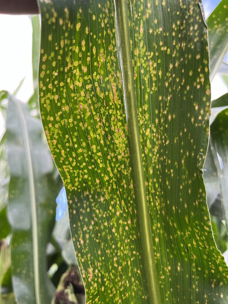 baldpathologist's tweet photo. Walked a ton of corn plots this past week. The Curvularia leaf spot in some of the earliest planted plots that I saved for late fungicide applications is impressive #plantpathology #mscrops https://t.co/40JxJKYihT