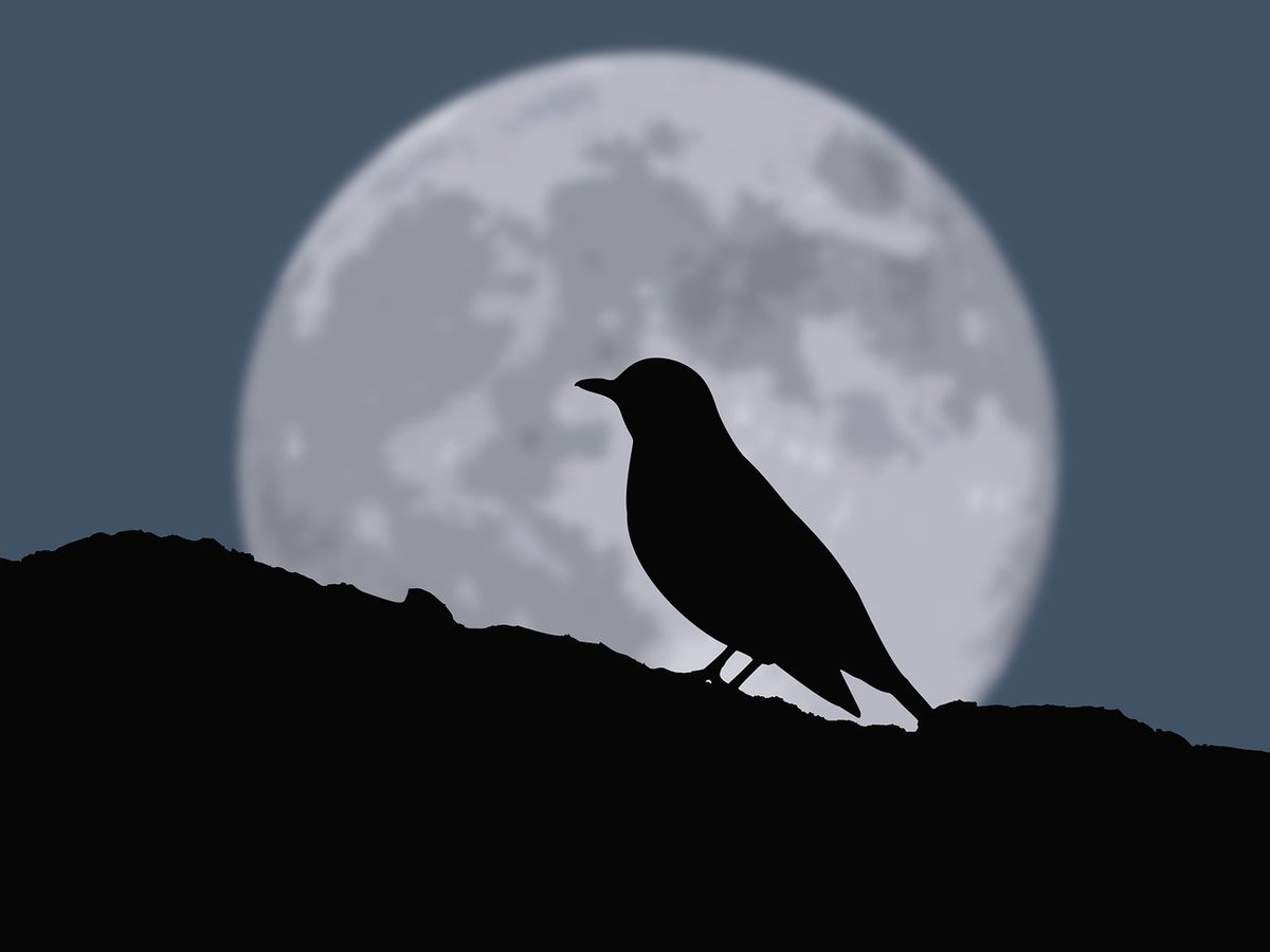 0xjonny_'s tweet photo. Complete thread about #HuntersDream 📒

You can share it for new $CAW holders 👊

🧵1/15 https://t.co/oZKUGJ46RU