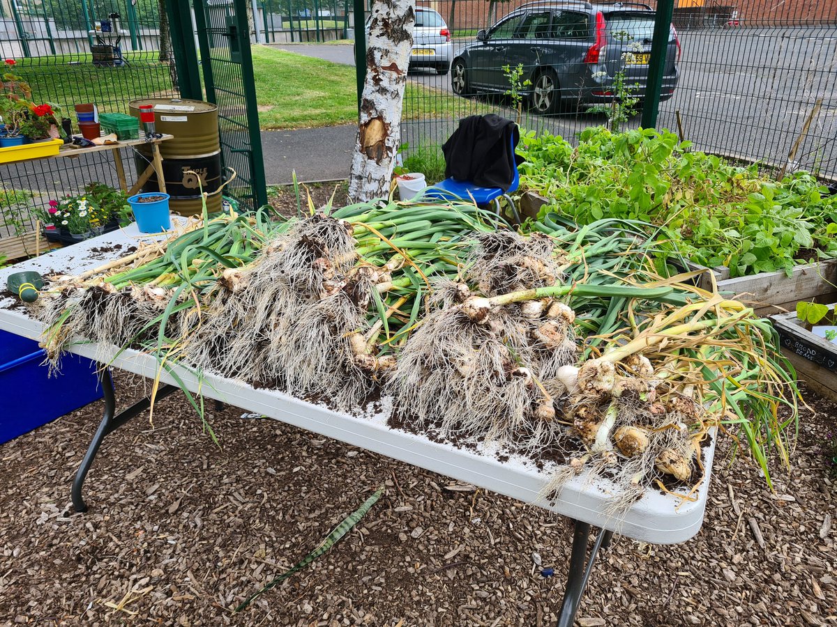 Ardrossan Academy Horticulture (@astragardens) on Twitter photo Lovely morning at gardening club, thank you to everyone that came along and helped with our amazing haul of garlic bulbs! No vampires around here with this lot drying off! <a href="/ArdAcademy/">Ardrossan Academy</a> @NAC_FLT <a href="/NAC_STEM/">NAC_STEM</a> <a href="/DYWAyrshire/">DYW Ayrshire</a> <a href="/caleygrowlearn/">Grow & Learn Awards</a> @RHSSchools #familylearning #growyourown Lovely morning at gardening club, thank you to everyone that came along and helped with our amazing haul of garlic bulbs! No vampires around here with this lot drying off! <a href="/ArdAcademy/">Ardrossan Academy</a> @NAC_FLT <a href="/NAC_STEM/">NAC_STEM</a> <a href="/DYWAyrshire/">DYW Ayrshire</a> <a href="/caleygrowlearn/">Grow & Learn Awards</a> @RHSSchools #familylearning #growyourown