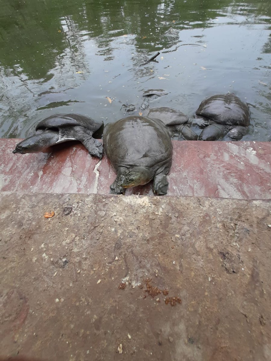 KritikaRanjan6's tweet image. Indian Softshell Turtles (Nilssonia gangetica) at Keoladeo Ghana National Park !! #turtles #turtlesofindia #wildlife #wildlifephotography #WildlifeWednesday #nature #NaturePhotography #Rajasthan @my_rajasthan