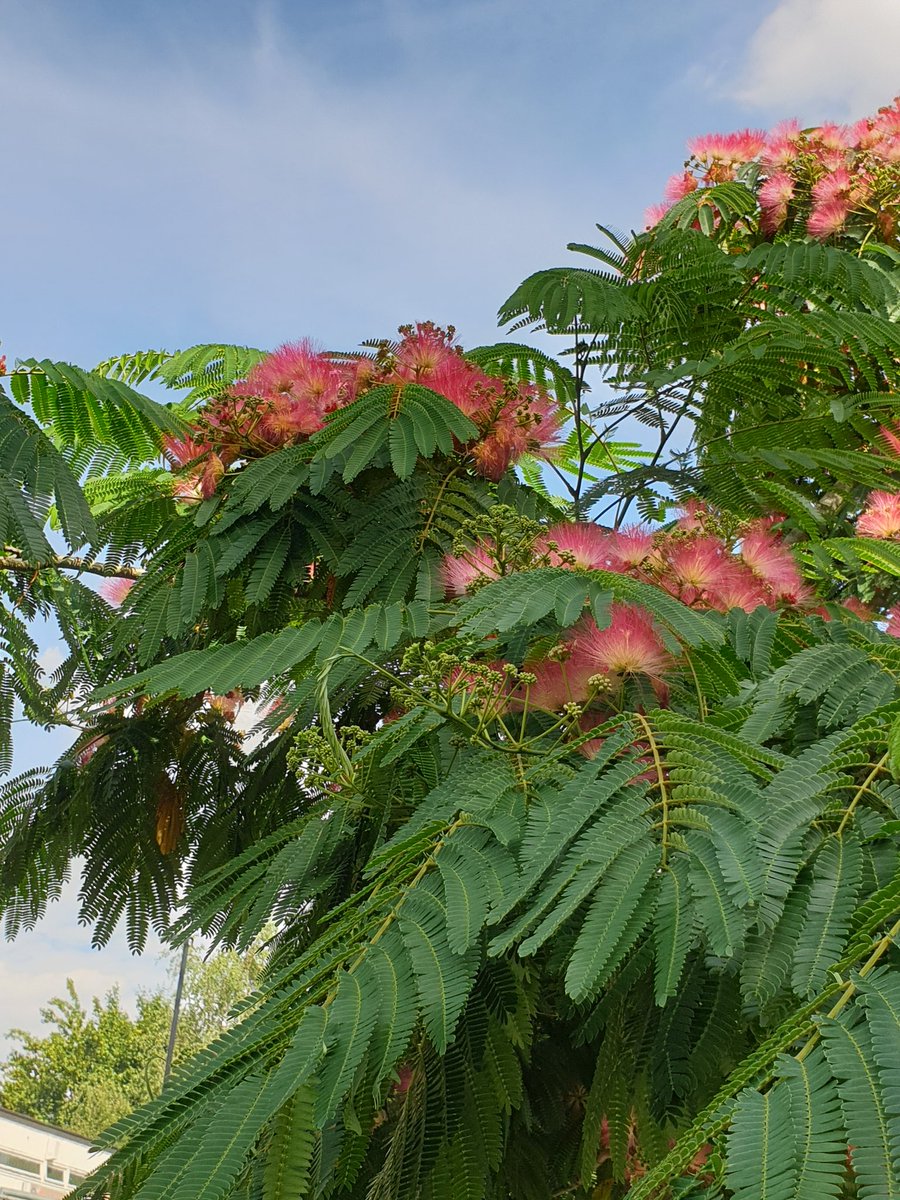 Persian silk tree looking rather nice in flower!

Very much like these as urban trees

Tied with Hibiscus for favourite flowering street tree 

<a href="/STfLLondon/">Street Trees for Living</a>