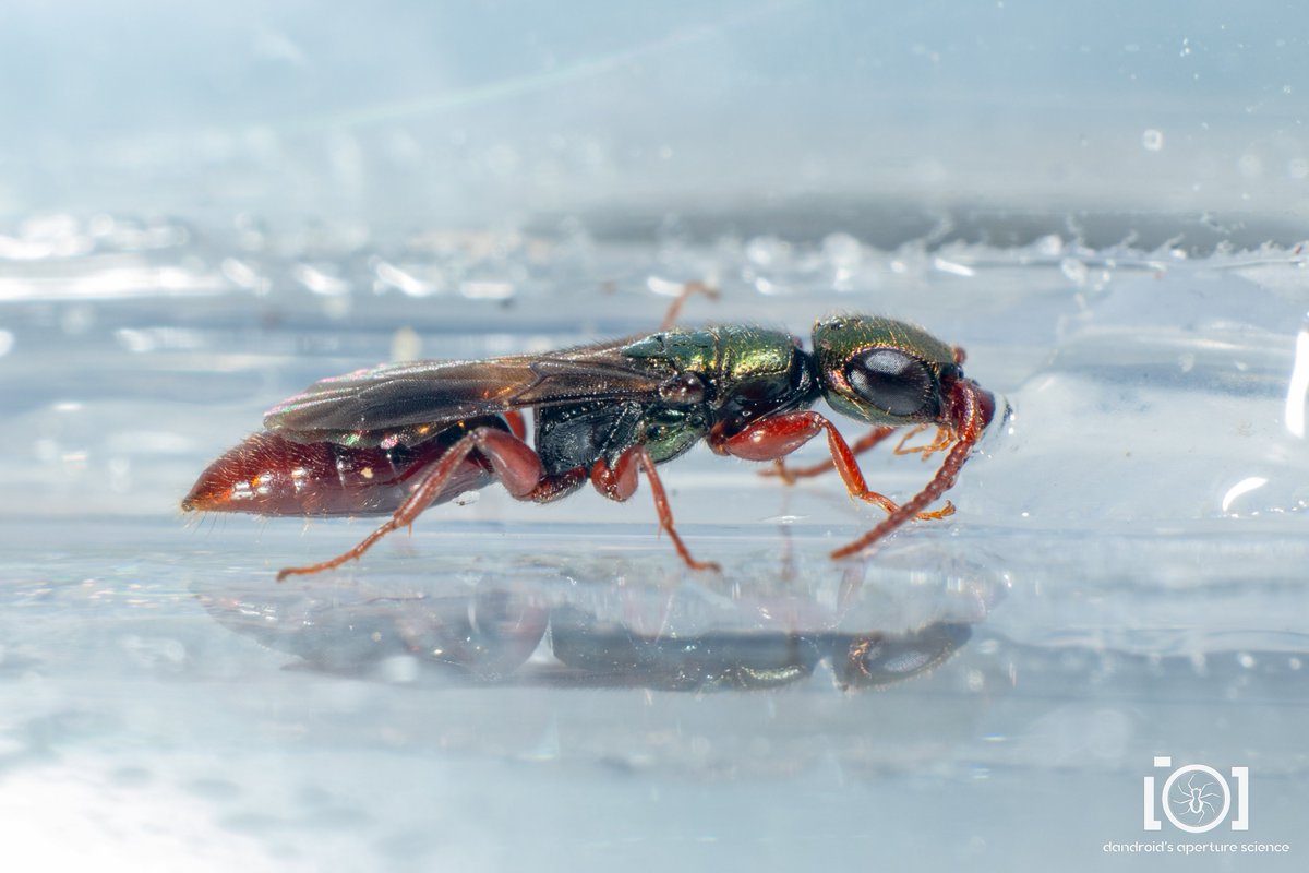 Tweets With Replies By 𝐘𝐮 𝐇𝐈𝐒𝐀𝐒𝐔𝐄 Antparasitoid Twitter