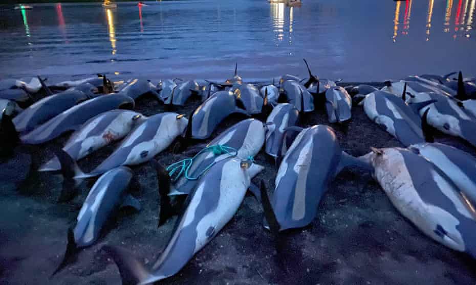 Josephwazeer's tweet photo. Faroe Islands branded an ‘abattoir’ as quota set for slaughter of 500 dolphins https://t.co/bZuPDe35hw