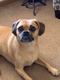 BGPetClub's tweet photo. Happy Birthday to Lucy! Enjoy your Birthday and the holiday! https://t.co/bWFVlHKzfu
