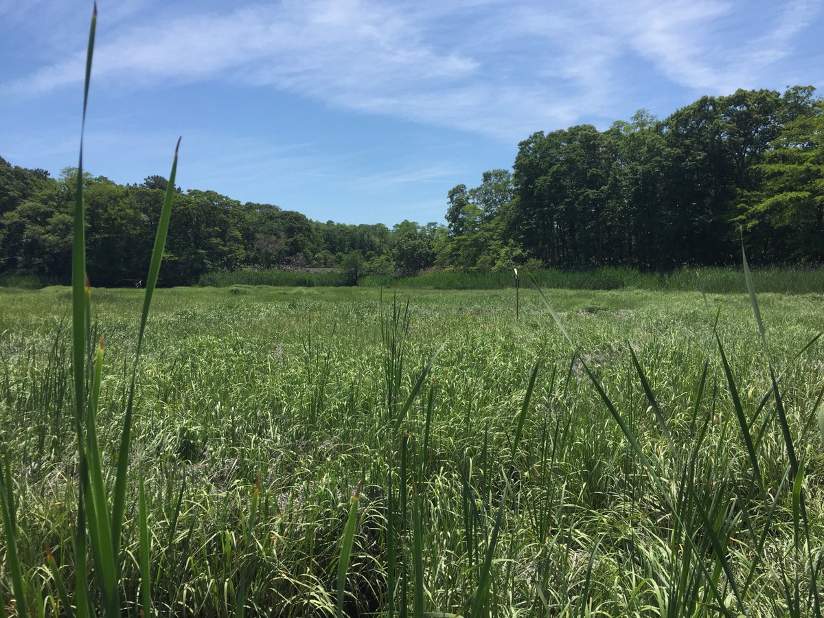 HELP WANTED! There's only one week left to apply for a postdoctoral fellow position with NE CASC and <a href="/usgs_climate/">USGS Climate</a>. Enthusiastic about salt marsh conservation &amp; restoration?🌊Click to apply: necasc.umass.edu/news/job-openi… <a href="/NC_CASC/">North Central Climate Adaptation Science Center</a> <a href="/NW_CASC/">NW Climate Adaptation Science Center</a> <a href="/se_casc/">Southeast CASC</a> <a href="/sc_casc/">South Central CASC</a> <a href="/southwest_casc/">Southwest Climate Adaptation Science Center</a> <a href="/pacificcasc/">Pacific Islands Climate Adaptation Science Center</a>